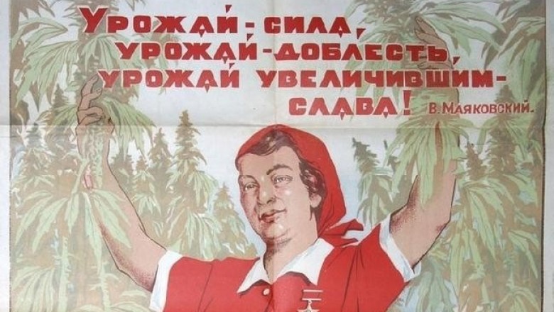 История русского каннабиса: как Советский Союз потерял сверхдоходы от культивации конопли