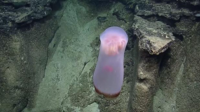 Исследователи судна Nautilus засняли загадочное глубоководное существо