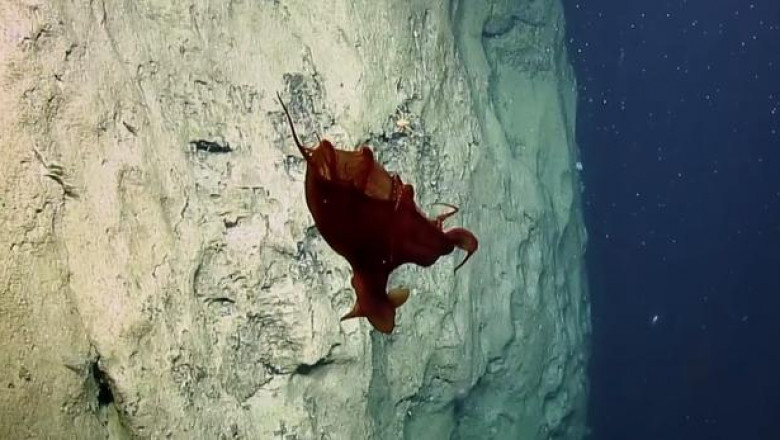 Исследователи в судна Nautilus сняли необычного глубоководного осьминога