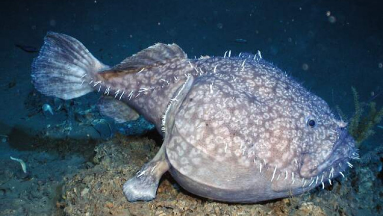 Как рыба-удильщик притворяется камнем