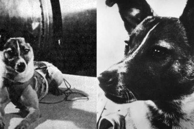 Билет в один конец: история Лайки, единственной собаки, отправленной в космос погибать