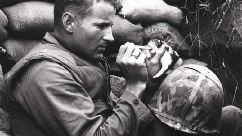 Как сложилась жизнь солдата, спасшего котенка во время Корейской войны, 1952 год