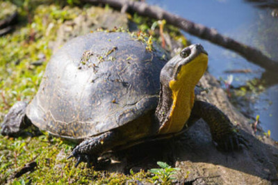 Гидра, расписная черепаха, лобстер и еще 7 нестареющих животных