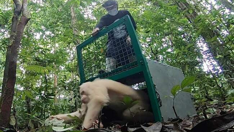 В тропики Борнео вернулся редчайший орангутан-альбинос
