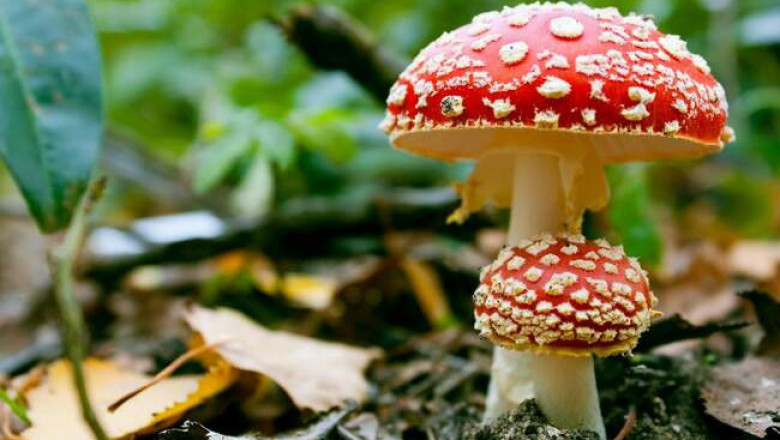 От картошки до грибов: 10 примеров ядовитой еды, которой мы не прочь перекусить