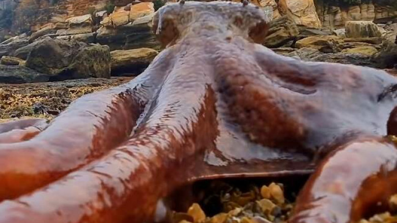 Осьминог маори в поисках пропитания выходит на сушу