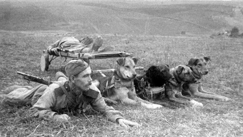 Как во время войны собаки помогали солдатам