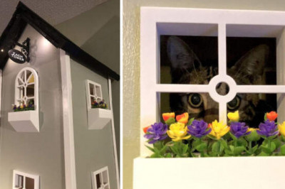 Американец в собственном доме построил город для кошек