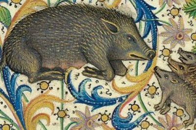 Как кабан стал символом дьявола в Средние века