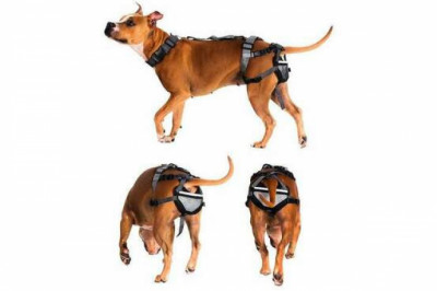 Собачий пояс верности и переносной ядерный зонтик: самые странные когда-либо выданные патенты