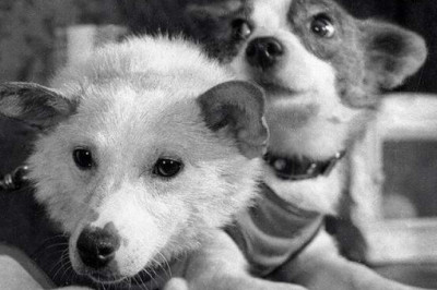 Белка и Стрелка: как сложилась судьба собак-героев после полета в космос