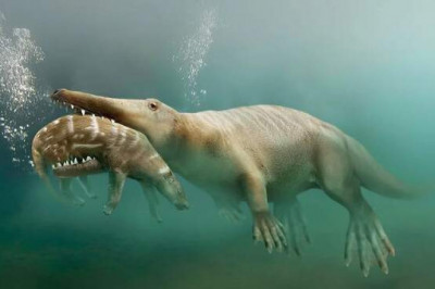 «Эволюция наоборот»: почему виды уходят с суши обратно в море