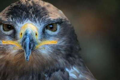 Есть ли у животных сознание