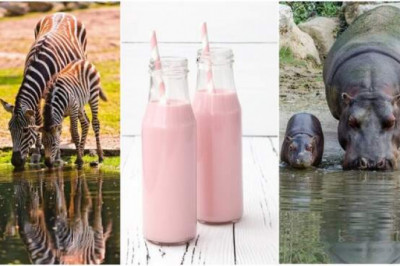 Почему у зебр и бегемотов молоко розовое