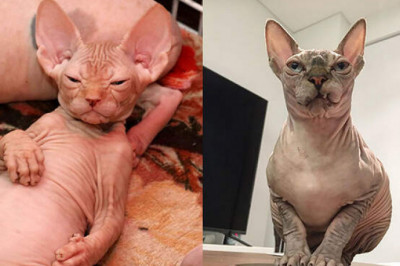 Умилительные снимки сфинксов, доказывающие, что как модели они не очень