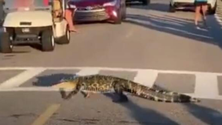 В Южной Каролине аллигаторы показали, как правильно переходить дорогу