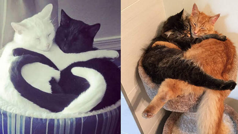Снимки спящих кошек, которые не оставляют сомнений, что они милейшие питомцы