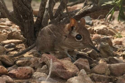 В Восточной Африке обнаружили землеройку, которую 40 лет считали вымершей