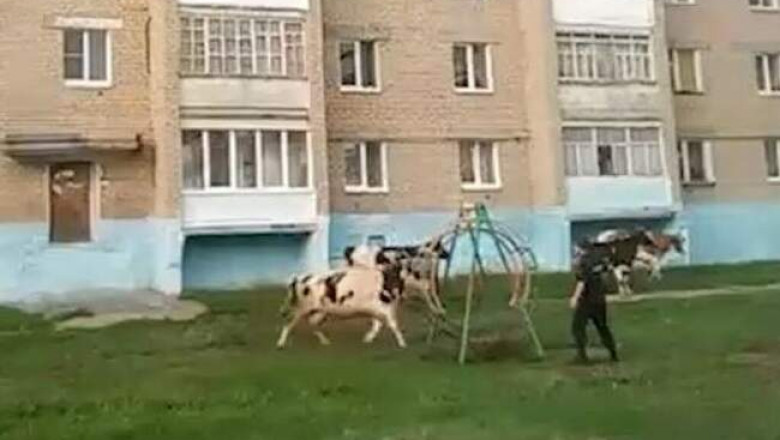 Суровые челябинские коровы напали на полицейских и местных жителей