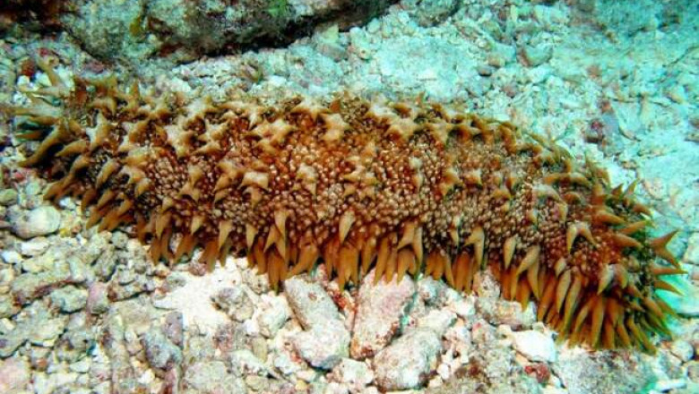 Секретное оружие морских огурцов