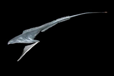 Черный живоглот, адский вампир и еще 10 самых странных и редких существ, живущих под водой