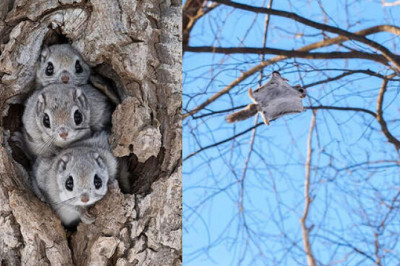 20 умилительных снимков белок-летяг, которые докажут, что они - настоящие очаровашки