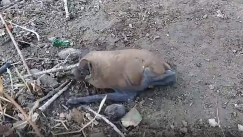 В Астрахани нашли несколько десятков оцепеневших летучих мышей