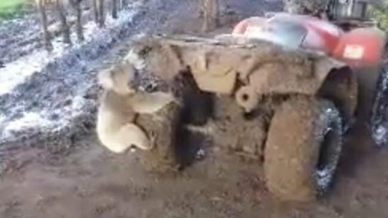 Коала гналась за квадроциклом, чтобы обнять его колесо