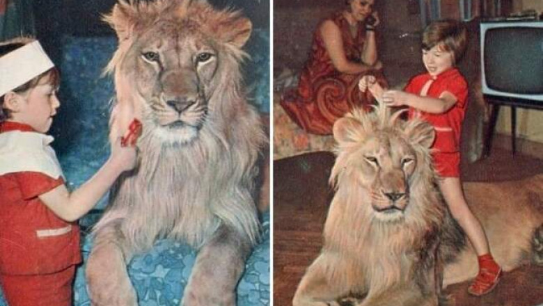 Трагическая история семьи Берберовых, которая держала льва в простой советской квартире