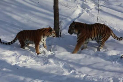 Свидание тигрицы Уссури с тигром Амуром