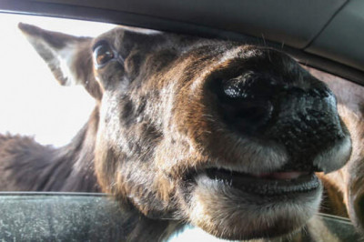 В Москве к людям вышел лось-токсикоман