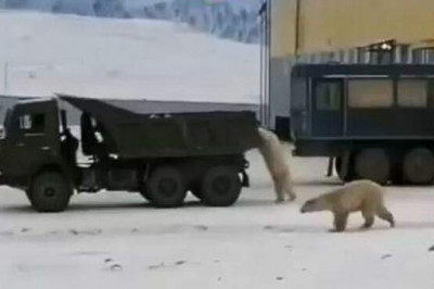 Как в Якутии белые медведи пытались забраться в КамАЗ