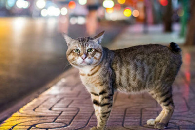 Мэнкс, саванна, украинский левкой и др: 10 самых правильных пород кошек