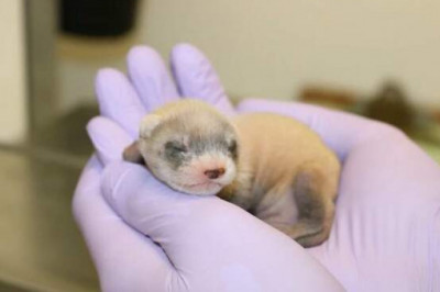 Ученые из США впервые клонировали черноногого хорька для спасения целого вида
