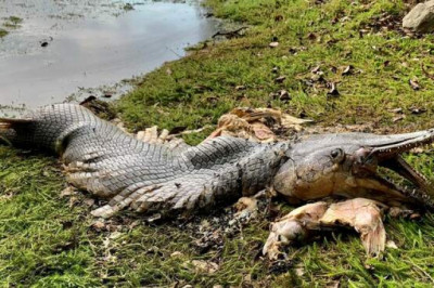 В Сингапуре на берегу водохранилища нашли существо с телом рыбы и головой аллигатора