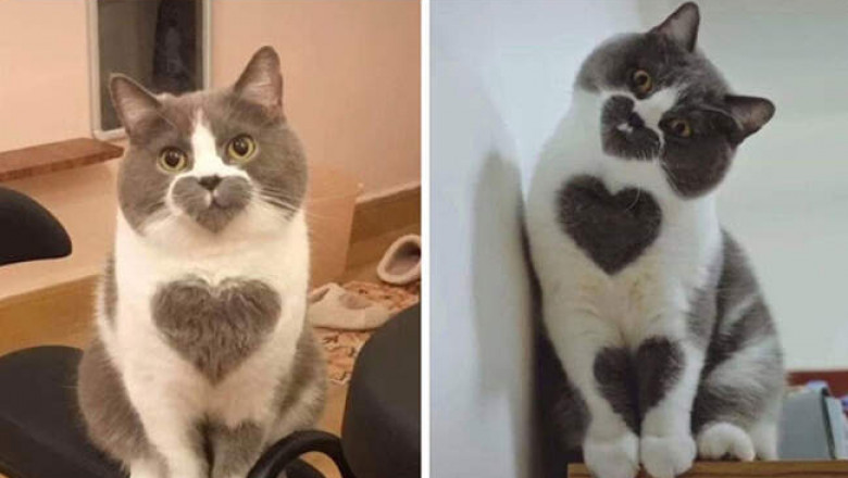Дюжина милейших фотографий кошек, которые убеждают, что мурлыки в доме просто необходимы
