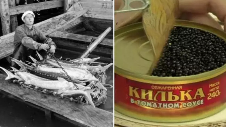 Вместо кильки черная икра: как из-за мелкой оплошности рухнула крупнейшая коррупционная схема в СССР
