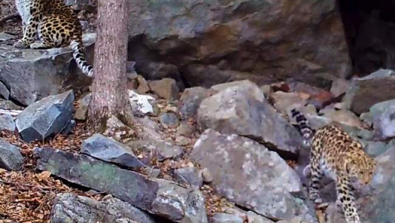 В Приморье попало на видео романтическое свидание редчайших леопардов