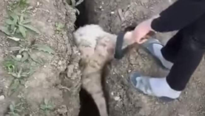 Дважды в одну воронку: подросток спас овцу, но она тут же снова попала в беду