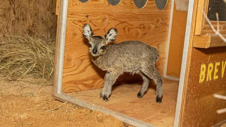 Во флоридском зоопарке Brevard Zoo родилась антилопа-прыгун