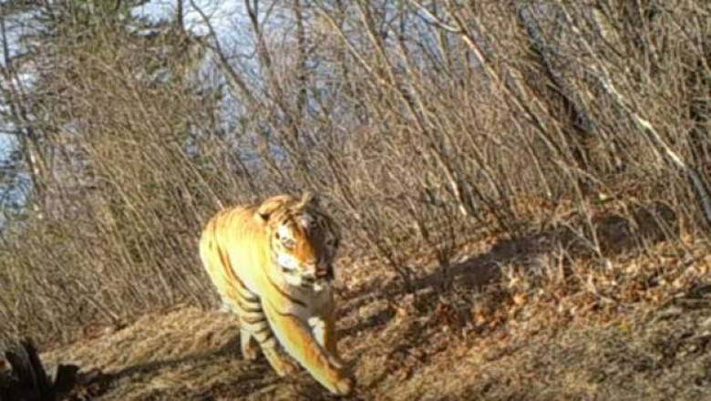 В Приморье на видео попала перекличка тигра и оленя попала