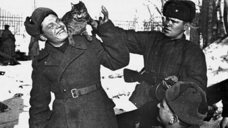 Мяукающие вояки: как коты спасали красноармейцев во Вторую мировую войну