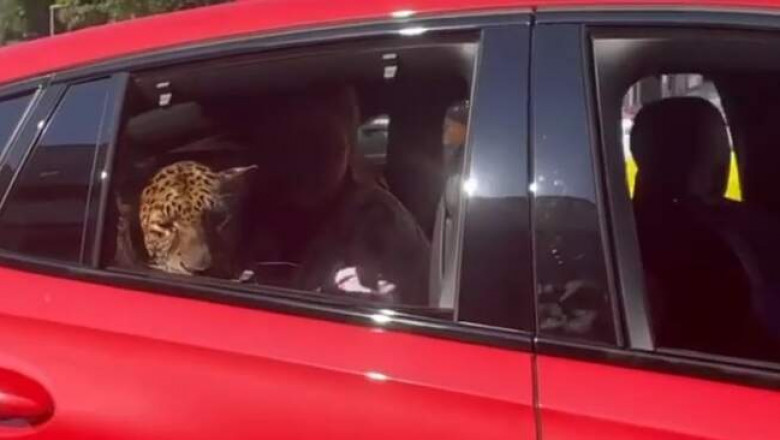 В Москве заметили катающегося в автомобиле леопарда
