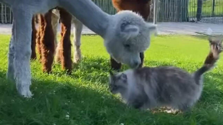 Альпаки изучают кота