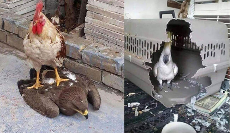 От петуха-Люцифера до злого какаду: забавные фотографии птиц, которые возомнили себя непобедимыми бойцами