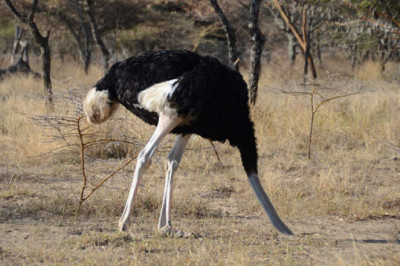 Чудо в перьях: правда и мифы о страусах
