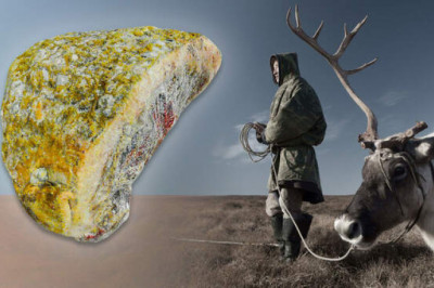 Копальхен: деликатес, который убивает всех, кроме северян