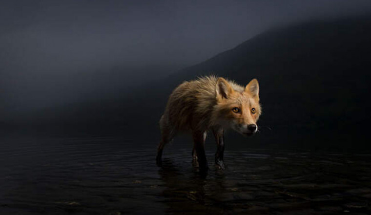 Лучшие снимки дикой природы победителей конкурса Wildlife Photographer Of The Year 2021