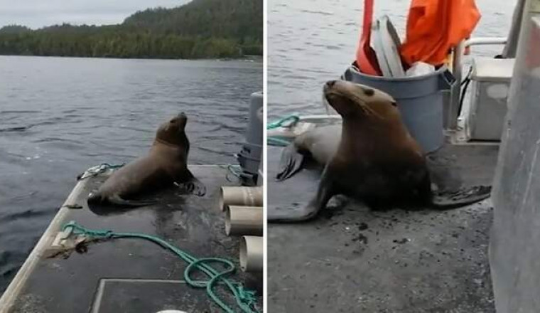 Девушка прогнала с лодки морского льва в кишащую косатками воду