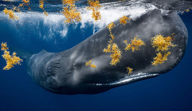 Финалисты конкурса Ocean Photography Awards 2021: 18 мистических фотографий из океанских глубин